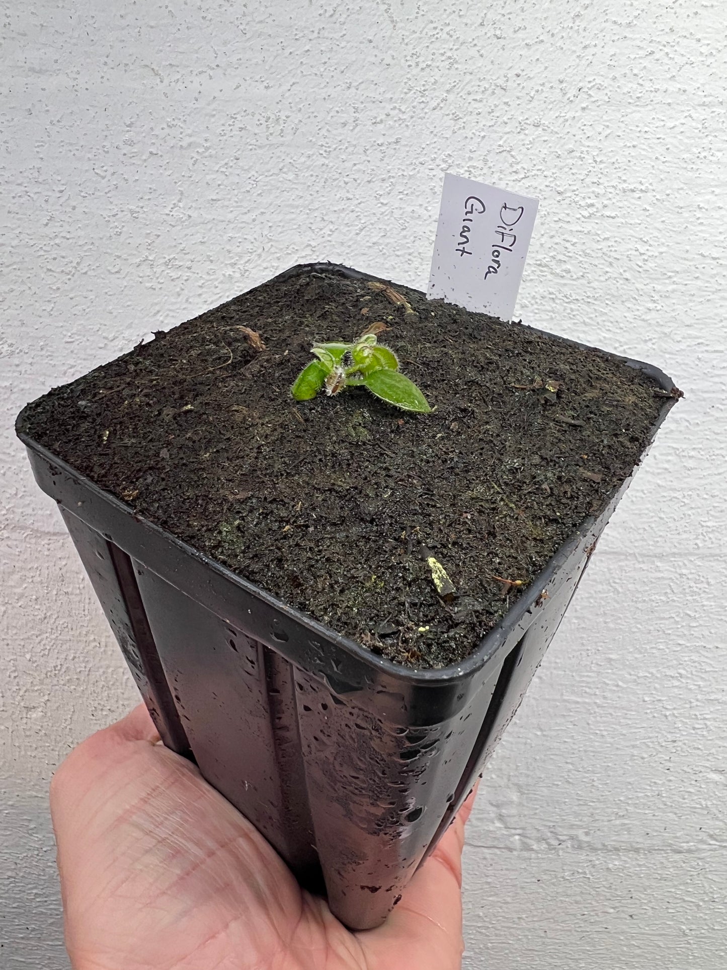 Cephalotus follicularis “Diflora giant” - *Rare*