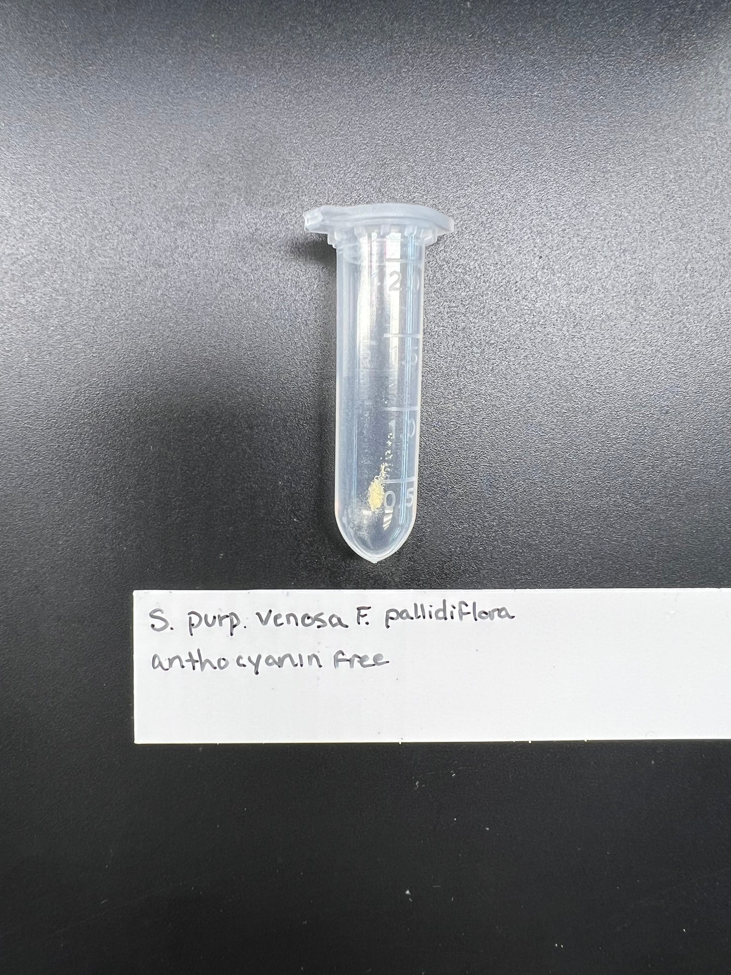 Pollen - Sarracenia purpurea ssp. venosa f. pallidiflora - Anthocyanin Free - *Extremely Rare*