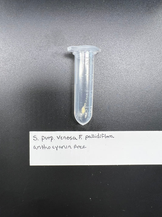 Pollen - Sarracenia purpurea ssp. venosa f. pallidiflora - Anthocyanin Free - *Extremely Rare*