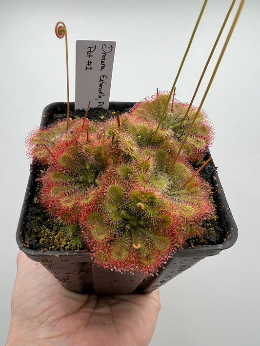 Drosera “Eatonville, FL” - Pot #1