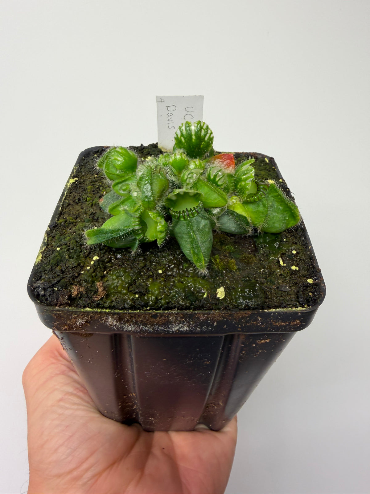 Cephalotus follicularis “UC Davis” #4