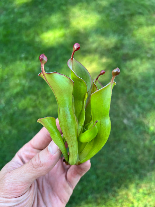 Heliamphora (heterodoxa x minor) x pulchella (Akopan)