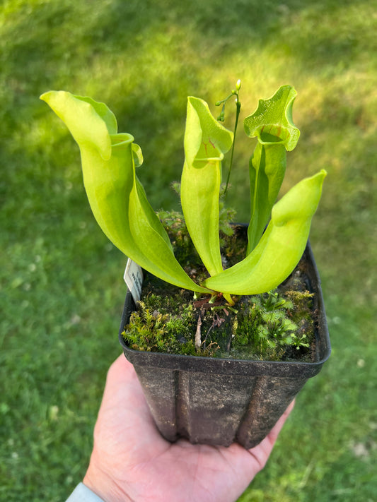 Sarracenia ‘Carolina Yellow Jacket’ - Original Clone!!