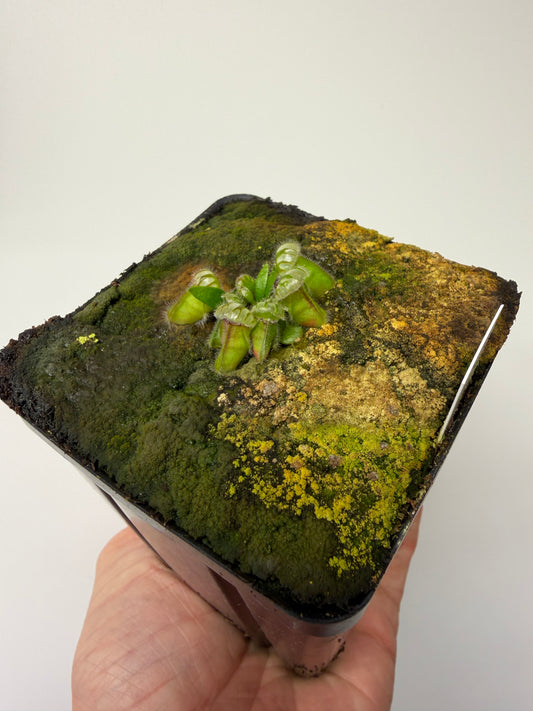 Cephalotus follicularis ‘Eden Black’ #7 - *Rare*
