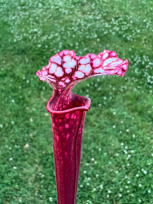 Sarracenia “Hawaiian Ice” x “Johnny Wilkerson”