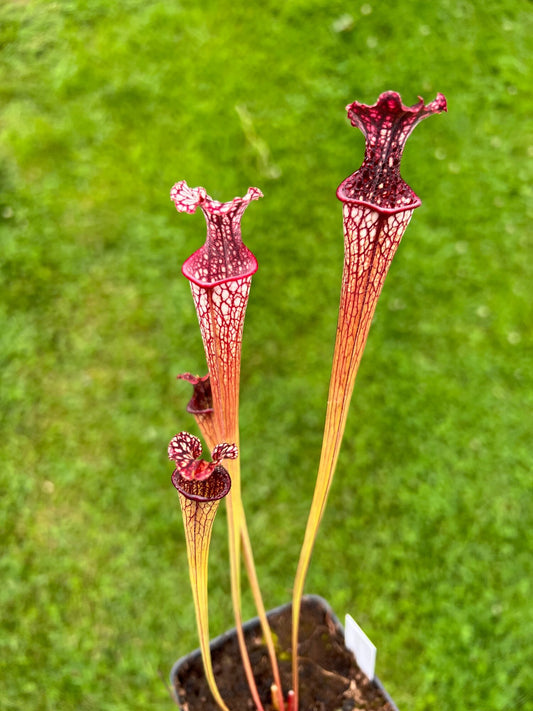 Sarracenia “Hawaiian Ice” x ‘Adrian Slack’