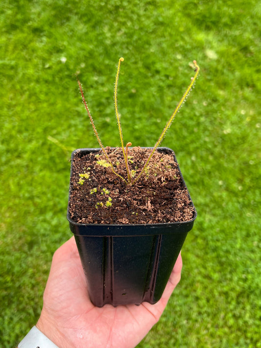 Drosera filiformis var. floridiana - Seed Grown, Potted