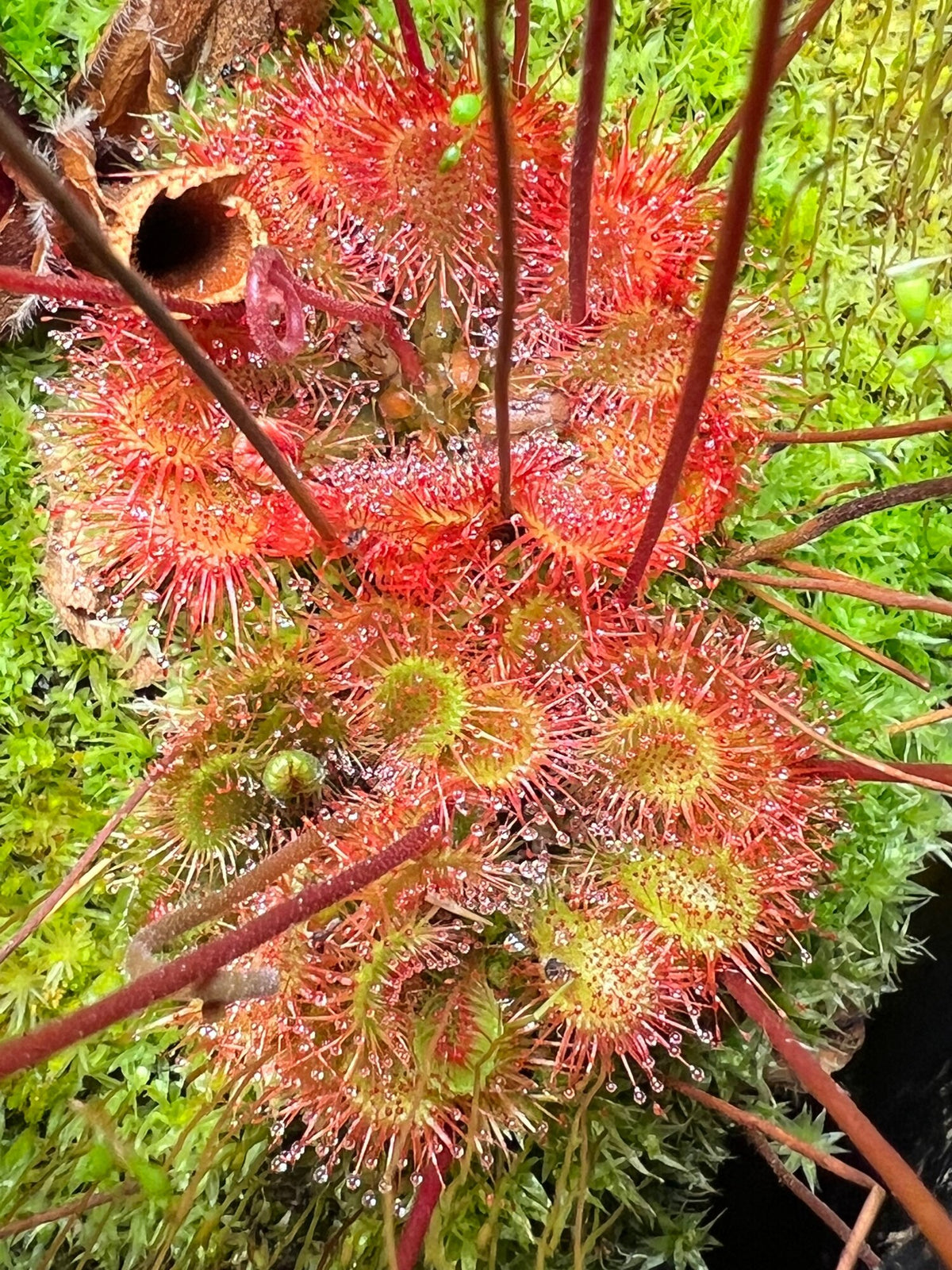 Sundew Roots Drosera - Roundleaf Sundew, Single, Bare Root – Little Carnivores