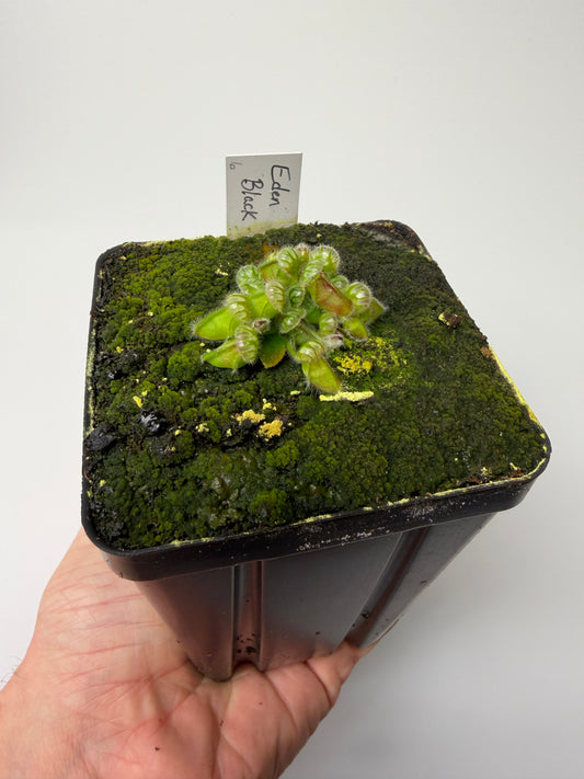 Cephalotus follicularis ‘Eden Black’ #6 - *Rare*